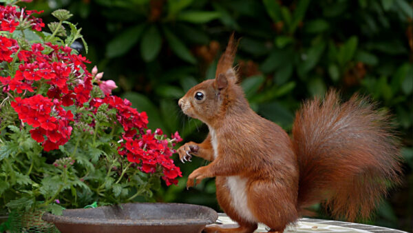 Wallpaper Leaves, Near, Green, Squirrel, Brown, Standing, Flowers, Background