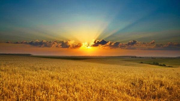 Wallpaper Nature, Sunrise, Field, Beautiful, Desktop, Wheat