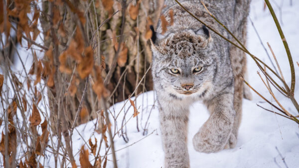 Wallpaper Snow, Cat, Animals, Desktop, During, Big, Winter