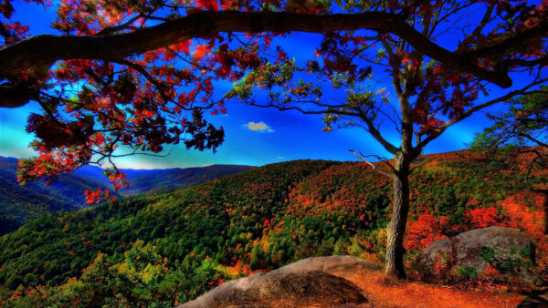 Wallpaper Blue, Covered, Mountains, Sky, Under, Trees, Green, Nature, Leafed, Red, Landscape, Orange, View