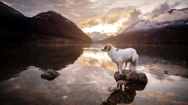 Wallpaper Dog, Mobile, Desktop, Stone, Middle, Brown, Standing, Water, The, White