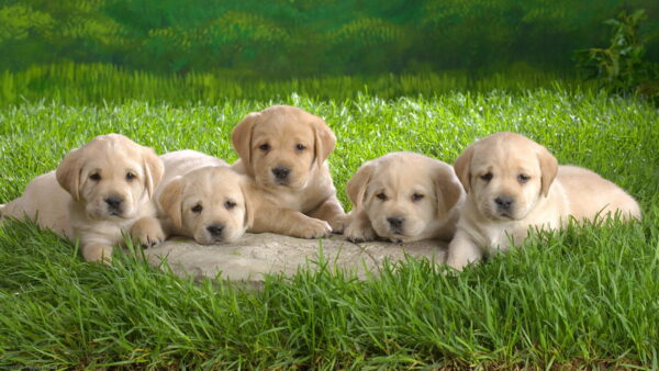 Wallpaper Background, Down, Puppies, Blur, Are, Animals, Cute, Four, Desktop, Lying, Greenfield