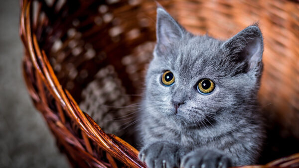 Wallpaper Desktop, Cat, Gray, Basket