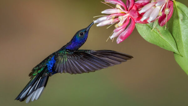 Wallpaper Sucking, Nectar, Birds, Blue, Green, Flowers, Background, From, Blur, Bird