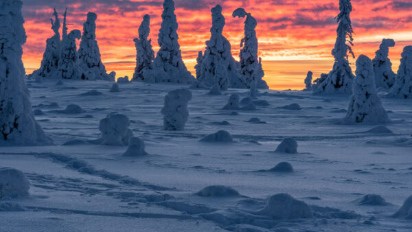 Wallpaper Winter, View, Landscape, Covered, Sunset, Trees, Background, Snow, Finland, Desktop