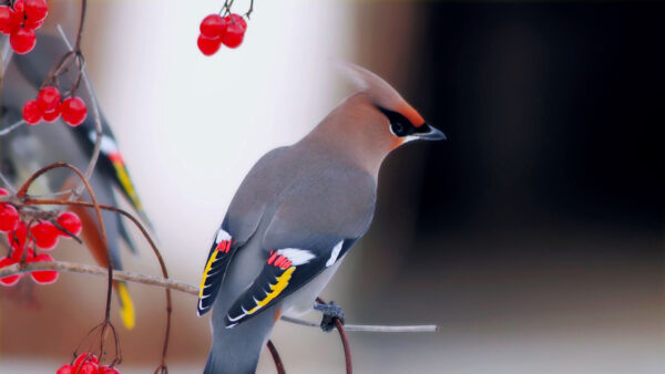Wallpaper Berry, Branch, Birds, Grey, Tree, And, Waxwing, Fruits, Pale, Sitting, Red, Pinkish-Brown, Bird