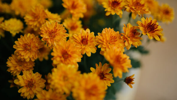 Wallpaper Chrysanthemum, Yellow, Flowers