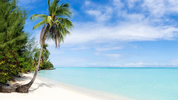 Wallpaper Sand, Sky, Palm, Beautiful, Bushes, Trees, Ocean, Desktop, Island, Mobile, Beach, View, Nature, Blue, Clouds, White