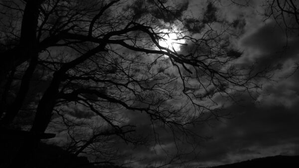 Wallpaper Branches, Tree, Black, Moon, Background