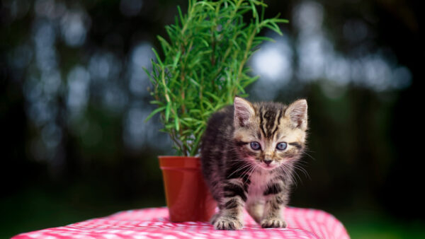 Wallpaper White, Black, Bench, Kitten, Ash, Pink, Covered, Cloth, Eyes, Animals, Desktop