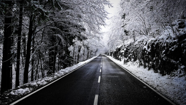 Wallpaper Trees, White, Image, Snow, Between, Black, Forest, Desktop, Mobile, And, Nature, Covered, Road