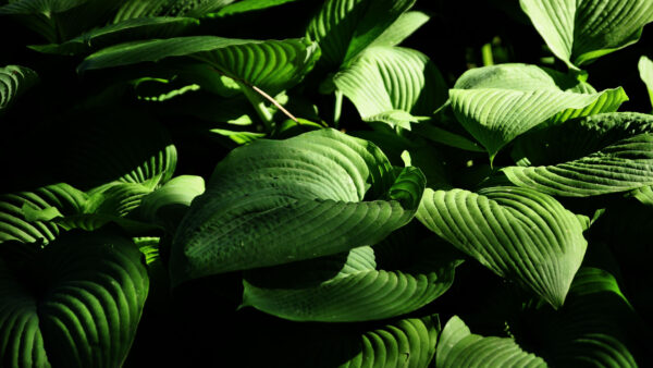 Wallpaper Green, Nature, Mobile, Stripes, Desktop, Leaves, Plant