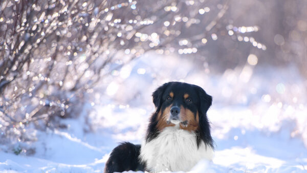 Wallpaper Dog, Sitting, Brown, Background, White, Bokeh, Snow, Black, Desktop