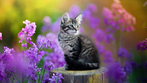 Wallpaper White, Sitting, Tree, Black, Trunk, Cat, Purple, Flowers, Kitten, Background