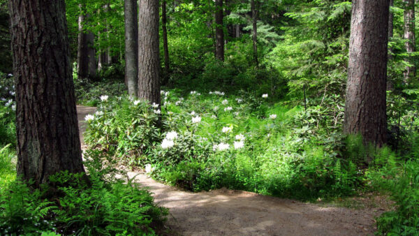 Wallpaper And, Path, Between, Nature, Trees, Plants, Flowers
