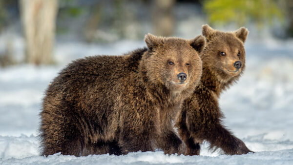 Wallpaper Black, Walking, Are, Two, Snow, Brown, Bears, Bear