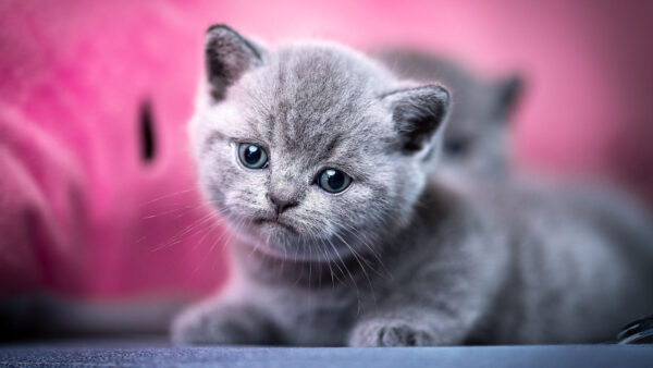 Wallpaper Cute, Pink, Background, Cat, Kitten, Ash