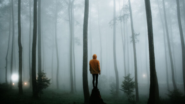 Wallpaper Forest, Tree, Standing, Fog, Loneliness, Trunk, Alone, Man