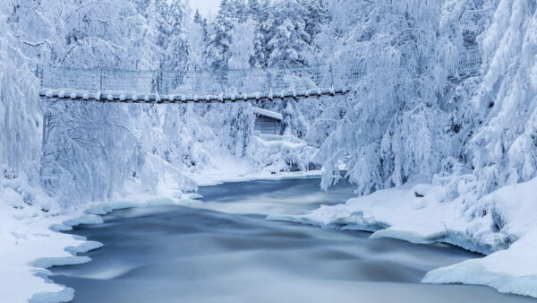 Wallpaper Snow, Above, Water, Forest, Bridge, Nature, Between, Covered