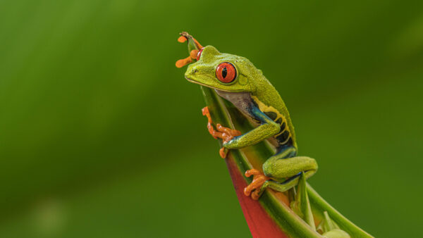 Wallpaper Frog, Mobile, Red, Background, Green, Eyed, Desktop, Tree