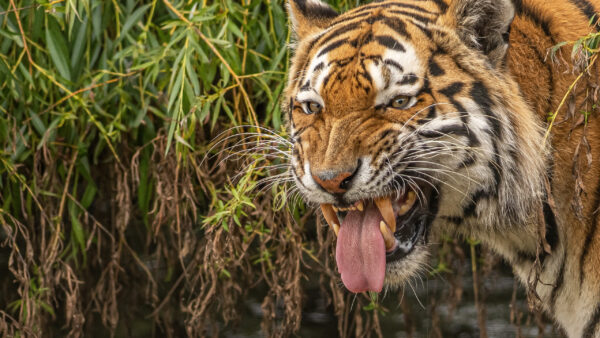 Wallpaper With, Tongue, Standing, Plants, Leaves, Background, Green, Tiger, Out