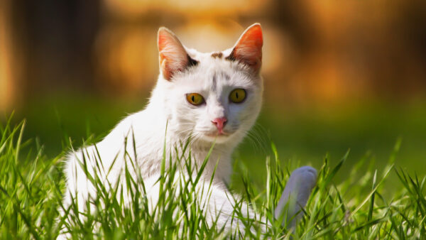 Wallpaper Yellow, Background, Blur, Cat, Sitting, Green, Eyes, Grass, White, Desktop