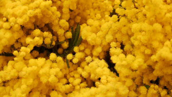 Wallpaper Flowers, Yellow, Mimosa, Floral, Spring