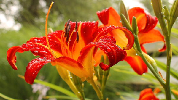 Wallpaper View, Orange, Red, Flowers, Lily, Flower, With, Petals, Drops, Closeup, Water