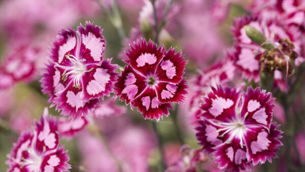 Wallpaper Blur, Red, Flowers, Ice, Cranberry, Dianthus, Background, Pink