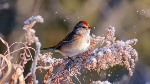 Wallpaper Background, Blur, White, Black, Plant, Red, Birds, Snow, Bird, Covered