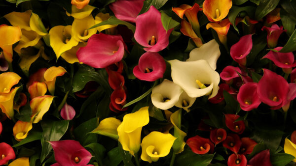 Wallpaper Flowers, Arum, Green, Yellow, Leaves, Red, Calla, Background