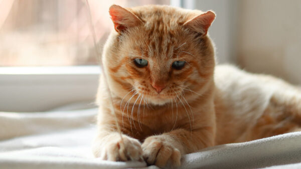 Wallpaper Cat, White, Brown, Sitting, Cloth