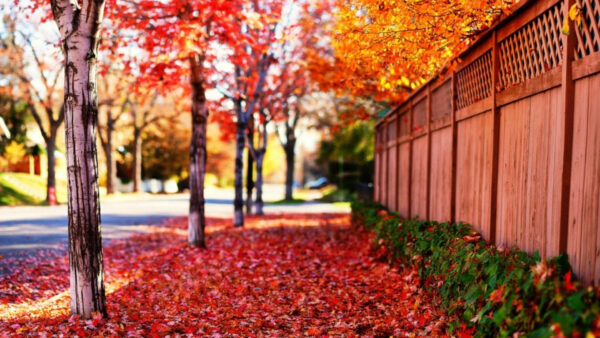 Wallpaper Red, Background, Fallen, Nature, Blur, Path, WALL, Wood, Leaves