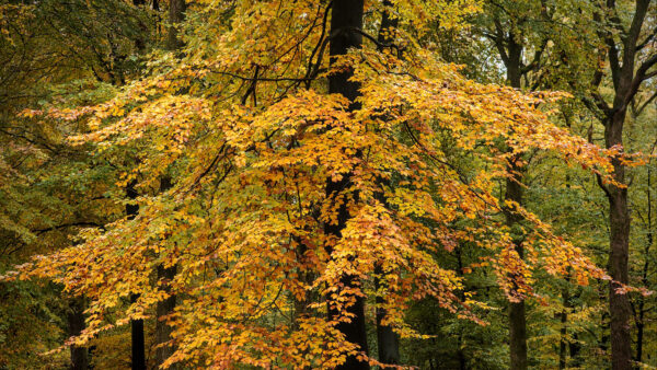 Wallpaper Mobile, Nature, Autumn, Forest, Yellow, Trees, Leaves, Desktop, Green, Branches