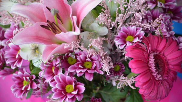 Wallpaper Flowers, Pink, Spring, Gerbera, Lily