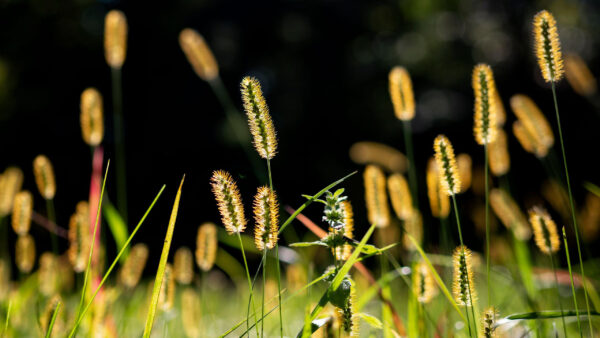 Wallpaper Closeup, Green, Grass, Blur, Nature, Field, Background, View