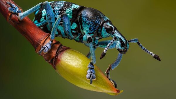 Wallpaper Blur, Green, Weevil, Desktop, Beetle, Bud, Flower, Background, Blue, Black