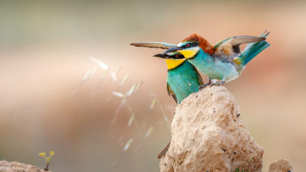 Wallpaper Bee-Eater, Background, Standing, Stone, Blur, Birds, Are, Colorful, European