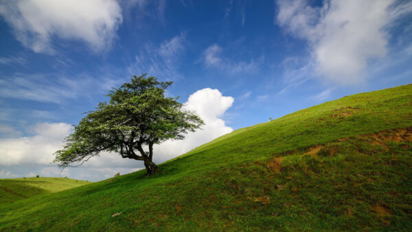 Wallpaper Grass, Field, Tree, Blue, Leaves, Under, Slope, Sky, Clouds, Nature, White, Green, Mountain, And