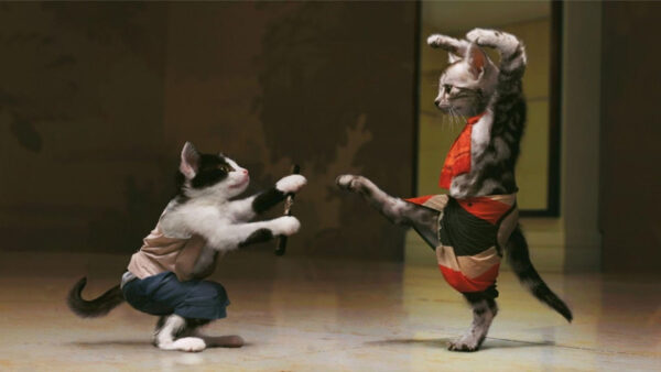 Wallpaper Cat, Background, Expression, Face, Cats, Funny, Fight
