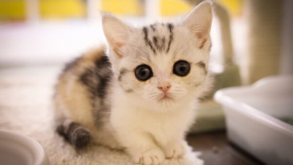 Wallpaper Eyes, Cute, Kitten, Blur, Background, Black, Cat, Munchkin, White