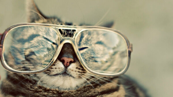 Wallpaper With, Specs, Face, Funny, Expression, Big, Cat