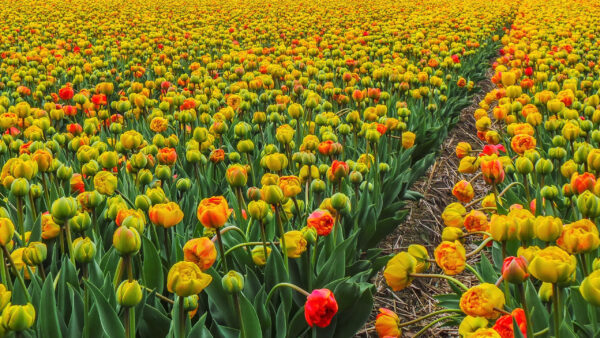 Wallpaper Leaves, Red, Tulip, Beautiful, Field, Flowers, Yellow, Green