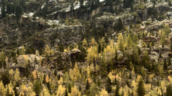 Wallpaper Snow, Leaves, Trees, Mountains, Yellow, Slope, With, Mobile, Rocks, Green, Desktop, Background, Forest, Nature