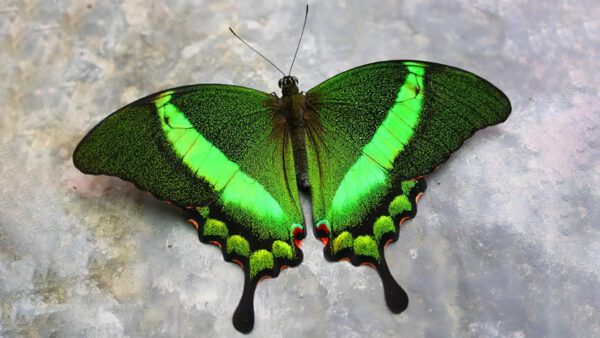 Wallpaper Marble, Closeup, Green, Butterfly, Design, Black, View