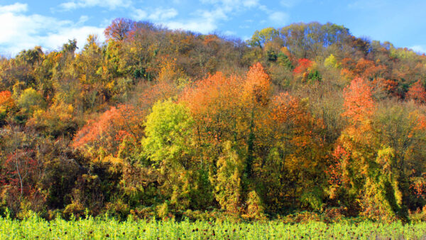Wallpaper Autumn, Sky, Landscape, Blue, Trees, Colorful, Green, View, Background, Leaves, Plants