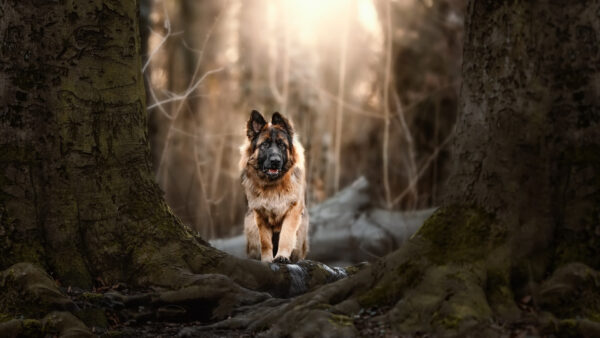 Wallpaper Dog, Forest, Blur, Background, Brown, Sitting, German, Shepherd