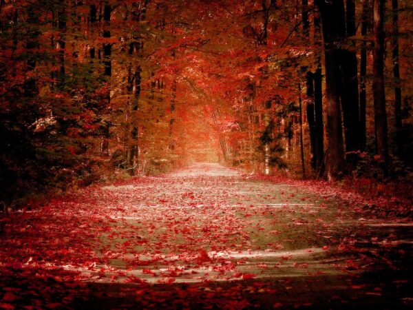 Wallpaper Road, Autumn