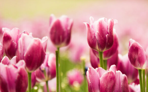 Wallpaper Beautiful, Pink, Tulips