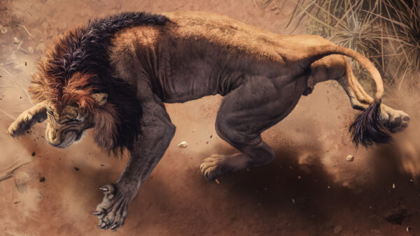 Wallpaper Wild, African, Lion